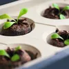 Gusta Garden HARRY HERBS samozavlažovací truhlík s víkem Náhled obrázku produktu 19