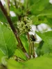 Morus rotundiloba 'Mojo Berry', morwa karłowata, doniczka 3 Podgląd zdjęcia produktu 5