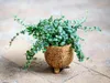 Gardners Ficus pumila variegata, průměr 6 cm Náhled obrázku produktu 2