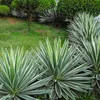 Semena Agave Angustifolia Variegata - balení 5 ks - Náhled obrázku produktu 5