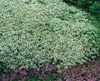 A close-up view of a ground cover plant with small white and purple flowers. Produktbild-Vorschau
