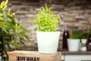 Artemisia dracunculus, Estragon, aromatisch, ca. 9x9 cm Produktbild-Vorschau 4