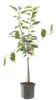 Süßkirsche 'Regina' ca. 120 cm Prunus avium 'Regina' - Produktbild-Vorschau 2