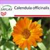 SAFLAX - nechtík - Calendula officinalis - 50 Semená Náhľad obrázku produktu 5