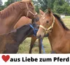 Protect Hufschuh Krankenschuh Hufschutz Pferdeschuh Produktbild-Vorschau 7