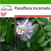 SAFLAX  - mučenka - Passiflora incarnata - 5 Samen - S Náhled obrázku produktu 5