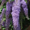 Budleja Davida - 6 szt - Buddleja davidii - Wysokość Podgląd zdjęcia produktu 3