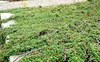 A ground cover plant with small green leaves and red berries, growing over rocks. Produktbild-Vorschau