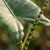 Alocasia Zebrina Pianta da appartamento "orecchio di Anteprima dell’immagine prodotto 2