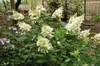 Hydrangea pan. 'Pinky Winky'® - Rispenhortensie 60- 80 cm Produktbild-Vorschau 3