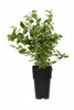 Heidelbeere Vaccinium Bluecrop ca. 60 cm – ertragreiche Produktbild-Vorschau 4