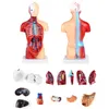 15 Teilig Menschliches Anatomie Modell, Produktbild-Vorschau 6