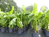 Bananenstaude Banane Musa Basjoo 140 - 170 cm winterhart Produktbild-Vorschau 5