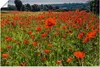 ARTland Poster Mohnblumenwiese II Größe: 120x80 cm Produktbild-Vorschau 1