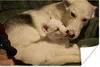 MuchoWow® Poster Mutter mit Welpe 120x80 cm - Bilder Produktbild-Vorschau 1