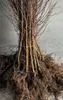 Sandbirke Hängebirke Betula pendula 150–200 cm – Produktbild-Vorschau 1