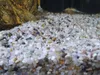 Ghiaia per acquario in quarzo grigio, fondo naturale 2-4 Anteprima dell’immagine prodotto 2