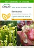SAFLAX  - Sarracenia - 10 semi - Con substrato - Sarracenia Anteprima dell’immagine prodotto 1