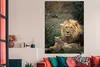 MuchoWow® Poster Löwen - Raubtiere - Porträt 120x180 cm - Produktbild-Vorschau 3