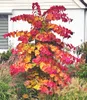 BALDUR Garten 1x Cercis Eternal Flame®, Judasbaum, Pflanze Produktbild-Vorschau 1