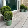 Ilex crenata 'Jenny' - Cesmína koule - Ø25cm - 2 rostliny - Náhled obrázku produktu 5