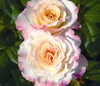 Dehner Rose Edelrose Aquarell®, Züchter Tantau, große und Produktbild-Vorschau 2