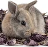 Herbal Pets - Black Malva Flowers 20g Herbal Pets Voir les images du produit 4