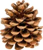 Große Pinienzapfen, Größe 12-14cm, 10 Stück | Pinus pinea Produktbild-Vorschau 3