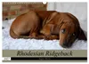 Rhodesian Ridgeback Augen-Blicke (Wandkalender 2027 DIN A3 Produktbild-Vorschau 1