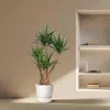 Riesen – Palmlilie – Yucca Elephantipes verzweigt – Produktbild-Vorschau 4