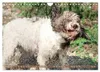 Lagotto Romagnolo, Sonderausgabe (Wandkalender 2027, DIN Produktbild-Vorschau 6