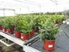 Erdbeerbaum | 50 cm | Arbutus unedo | veredelt |  | Produktbild-Vorschau 3