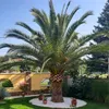 Semená Phoenix Canariensis - balenie 10 ks - Semená palmy - Náhľad obrázku produktu 10