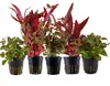 Pflanzen Set mit 5 schönen roten Topf Aquarium Produktbild-Vorschau 1
