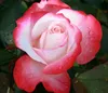 Dehner Rose Edelrose Nostalgie®, Züchter Tantau, Produktbild-Vorschau 4