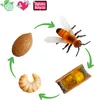 TimeTEX Lebenszyklus-Modell "Wildbiene", 4-tlg. Produktbild-Vorschau 1