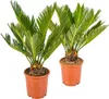 Bloomique - 2er Set - Cycas Revoluta - Palmfarn - Sagopalme Produktbild-Vorschau 1