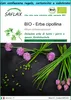 SAFLAX Set regalo -- Erba cipollina - 250 semi - Allium Anteprima dell’immagine prodotto 1