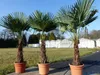 XXL Palme winterhart 180 cm Trachycarpus fortunei, Produktbild-Vorschau 8