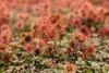 Stauden Gänge 1 x Acaena microphylla ’Kupferteppich’ - Produktbild-Vorschau 5