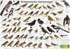 A poster displaying various common garden birds with their names in German. Produktbild-Vorschau