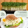 Kressesamen - Küchenkräuter Saatgut aus biologischem Anbau Produktbild-Vorschau 3
