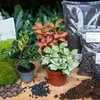 Urbanjngl Flaschengarten Calathea Makoyana Terrarium pakket Produktbild-Vorschau 3