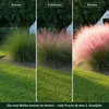Stauden Gänge 1 x Muhlenbergia capillaris im 1 Liter Topf - Produktbild-Vorschau 5