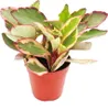 Peperomia clusifolia 'Jewel' - peperomia nana dalle foglie Anteprima dell’immagine prodotto 1