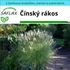 SAFLAX Dárková sada - Čínský rákos - Miscanthus sinensis - Náhled obrázku produktu 6
