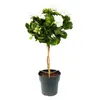 Pelargonium grandiflorum „Don Palido” – pelargonia Podgląd zdjęcia produktu 2