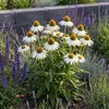Stauden Gänge 1 x Echinacea purpurea 'PowWow White' - Produktbild-Vorschau 2