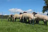 AKO TitanNet PremiumPlus, 50 m blau/weiß, 108cm, Produktbild-Vorschau 14