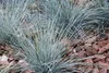 Stauden Gänge 5 x Festuca glauca/cinerea 'Azurit' im 1 Produktbild-Vorschau 4